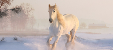 cheval blanc en hiver